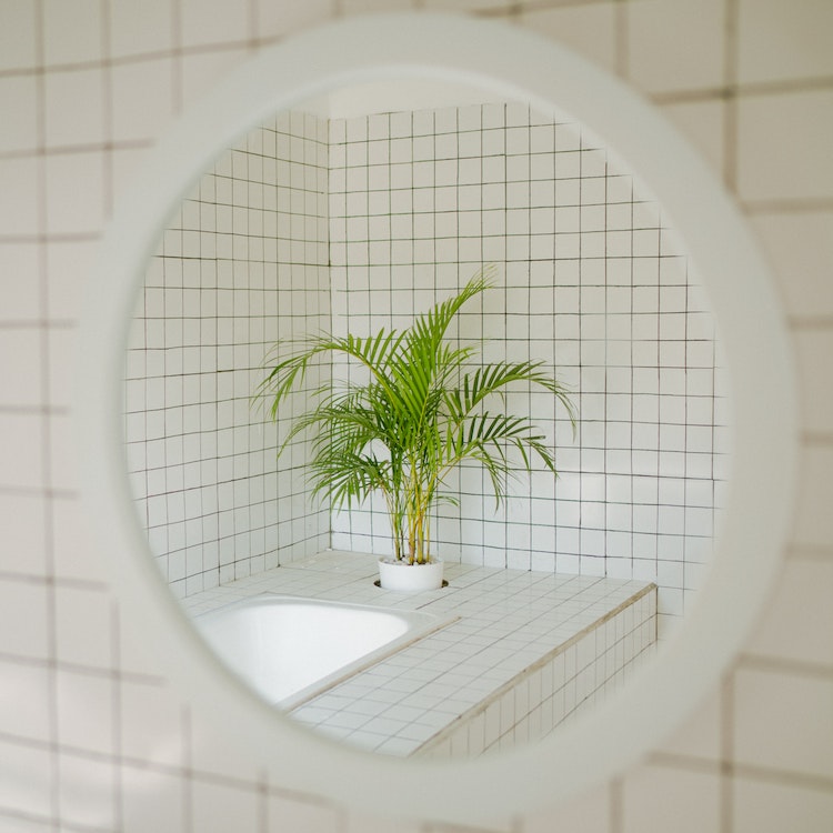 Mirror with a relection of a plant