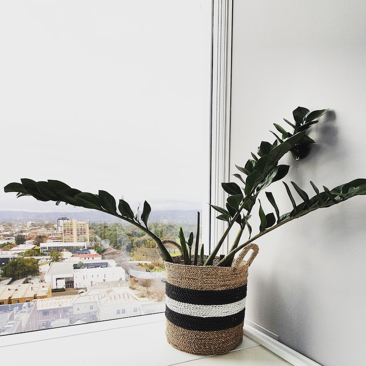 Green plant near the window